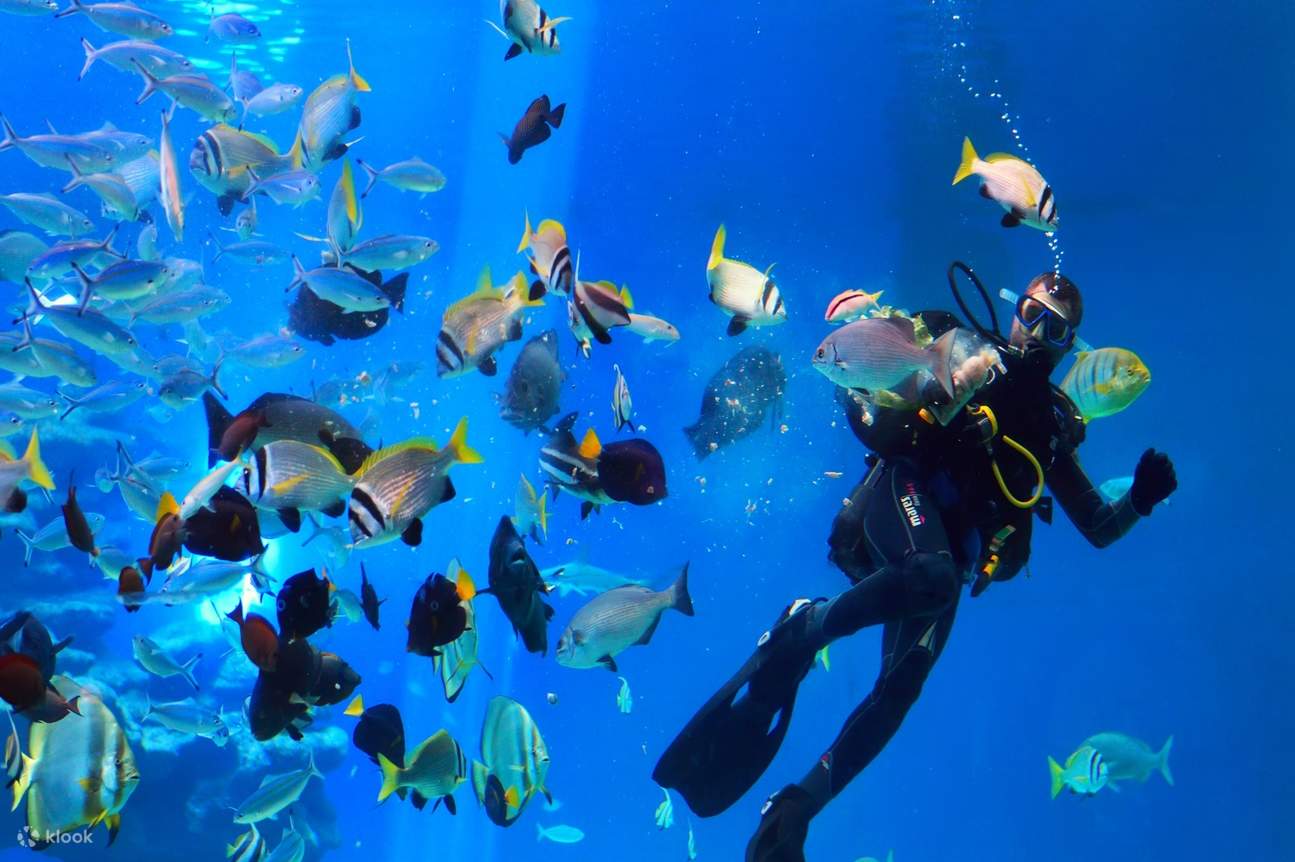 Panoramic Glass Bottom Boat Experience In Sharm El Sheikh Klook Philippines