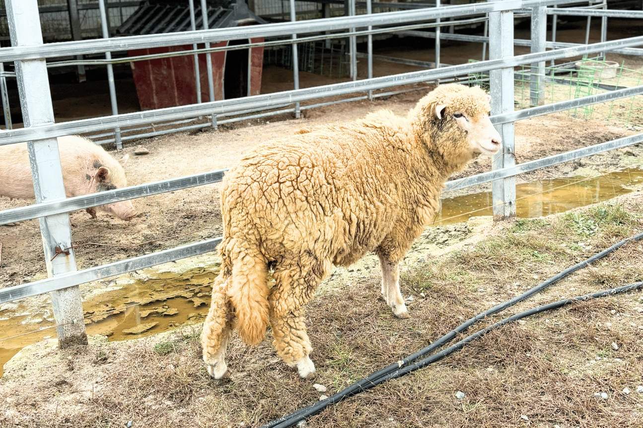Esperienza alla Yeoju Pet Farm - Dai da mangiare, gioca e crea un legame con cani e gatti