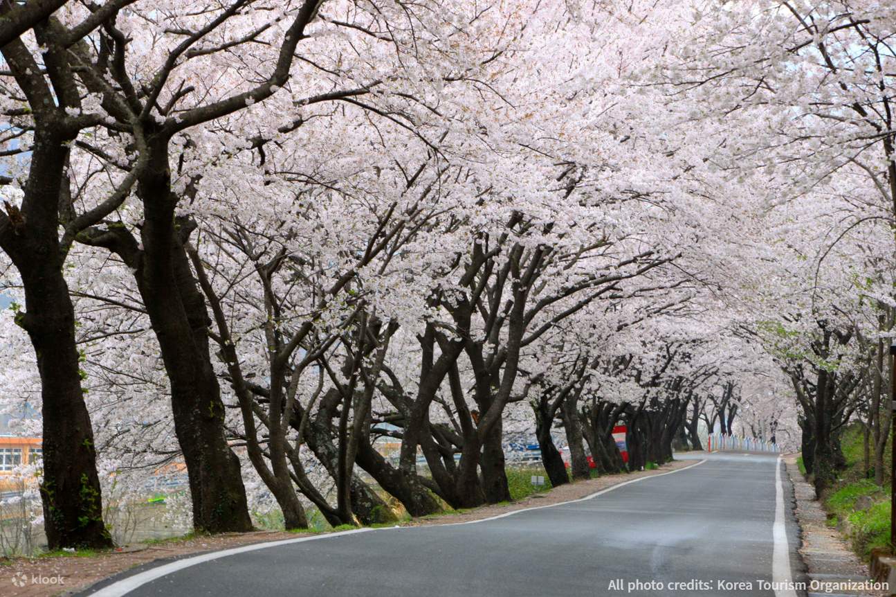 Simni Cherry Blossom Trail