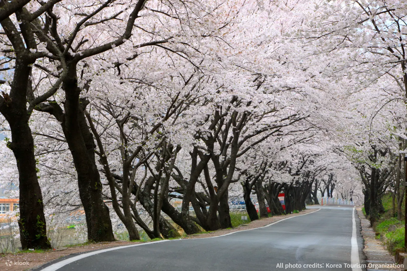 十里樱花路