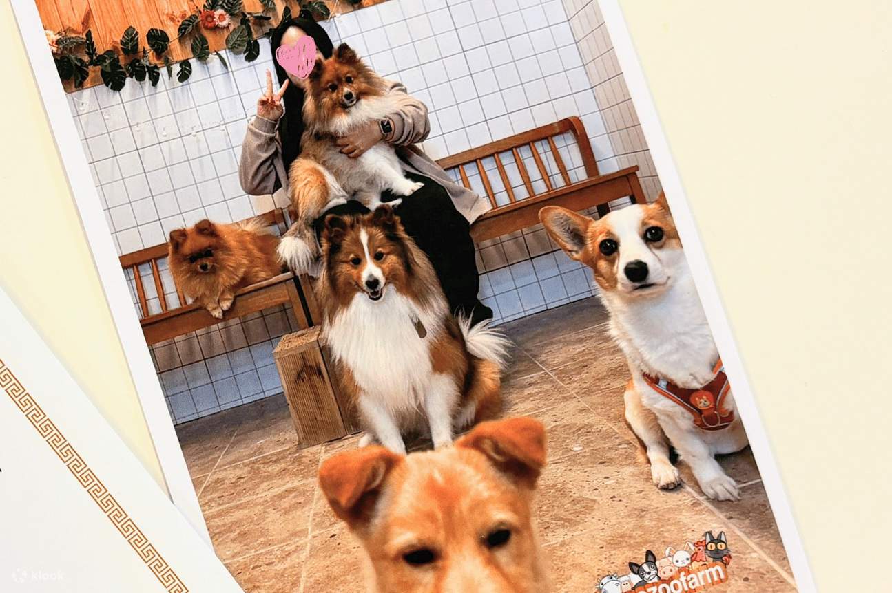 Yeoju Pet Farm Erlebnis - Füttern, Spielen & Bindung mit Hunden & Katzen