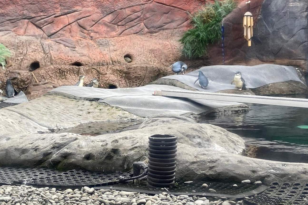 penguins in their habitat