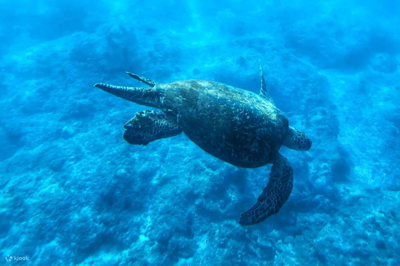 Small Ryukyu sea turtle