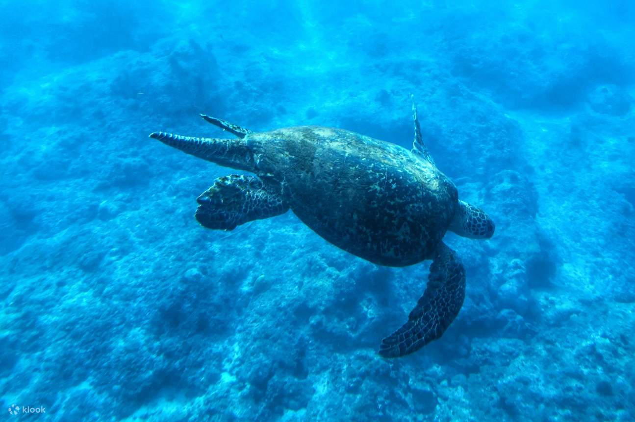 Penyu Laut Pulau Liuqiu