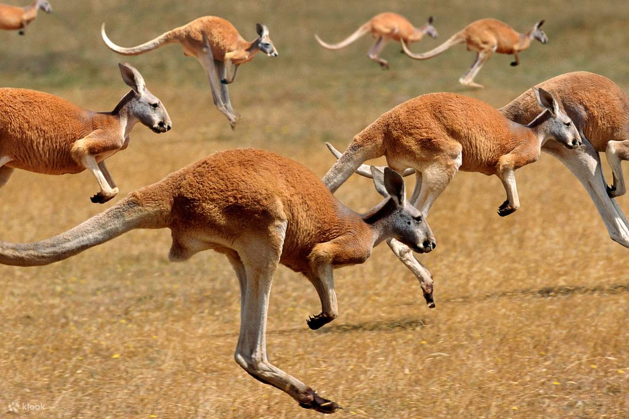 kanguru abu-abu timur