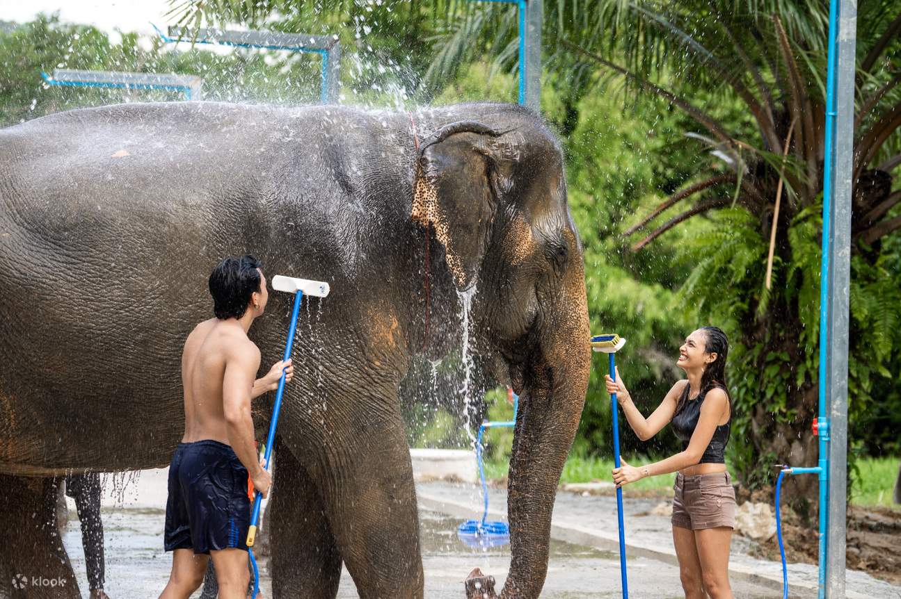 Phuket-Phang Nga Elephant Care Camp - Klook