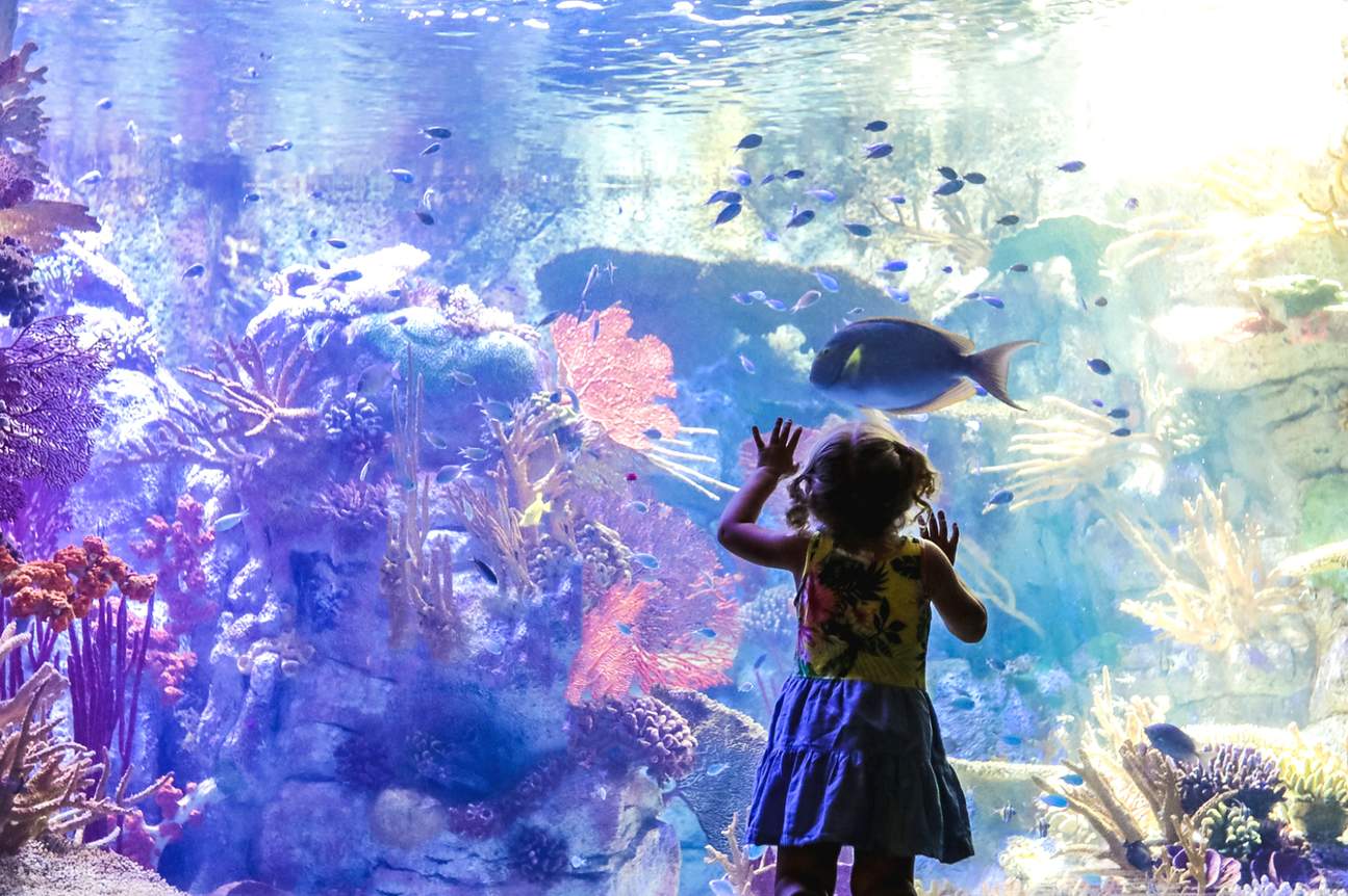 Birch Aquarium Ticket in San Diego Klook Singapore