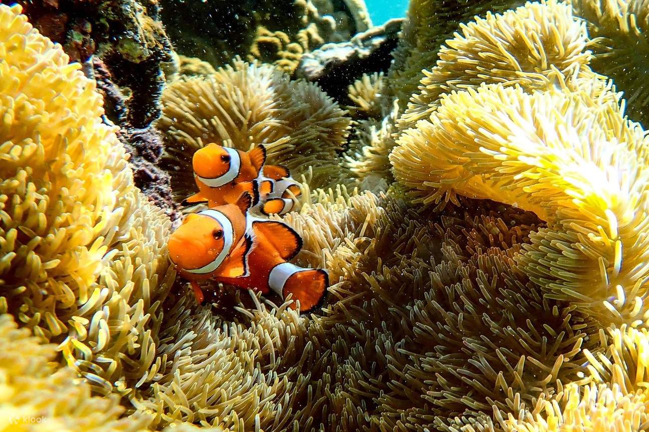 Okinawa Pulau Miyako Berenang dengan Penyu Laut! Pengalaman Snorkeling yang Mengujakan dengan Hadiah Foto