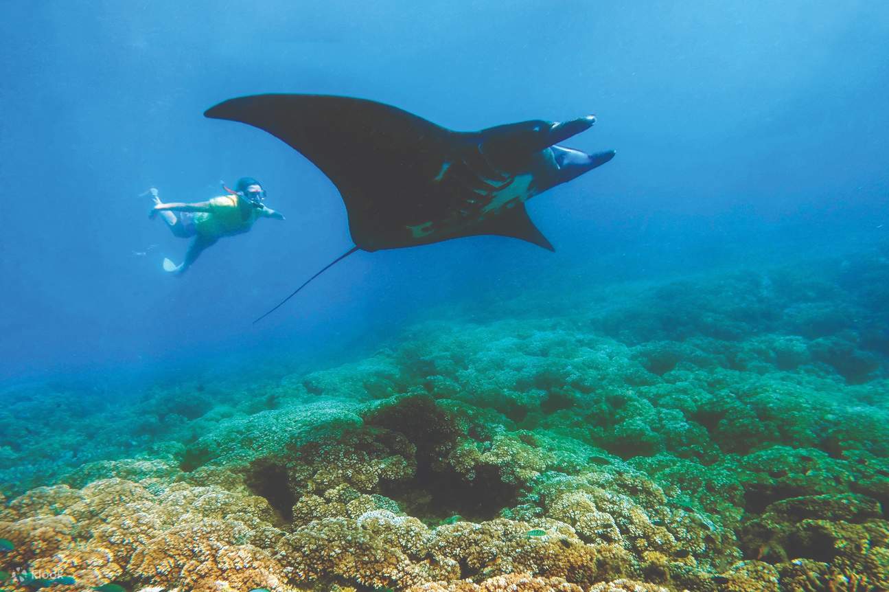 1 Day Join In Manta Ray Experience Snorkeling in Port Denarau and