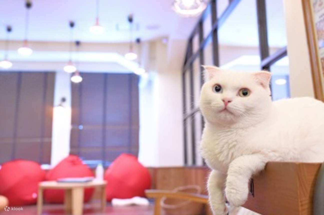 池袋东口 Cat Cafe MOCHA Lounge 猫咪咖啡厅 - Klook客路