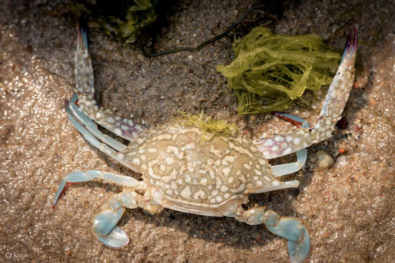 Campo diurno per scienziati marini a Singapore