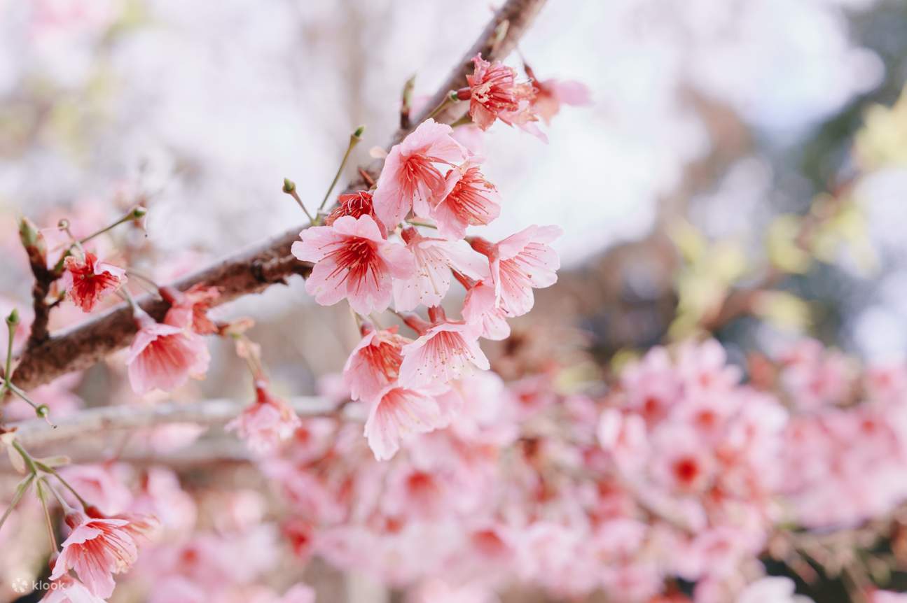 Billets pour la Forêt de Lavande à Hsinchu et Taichung