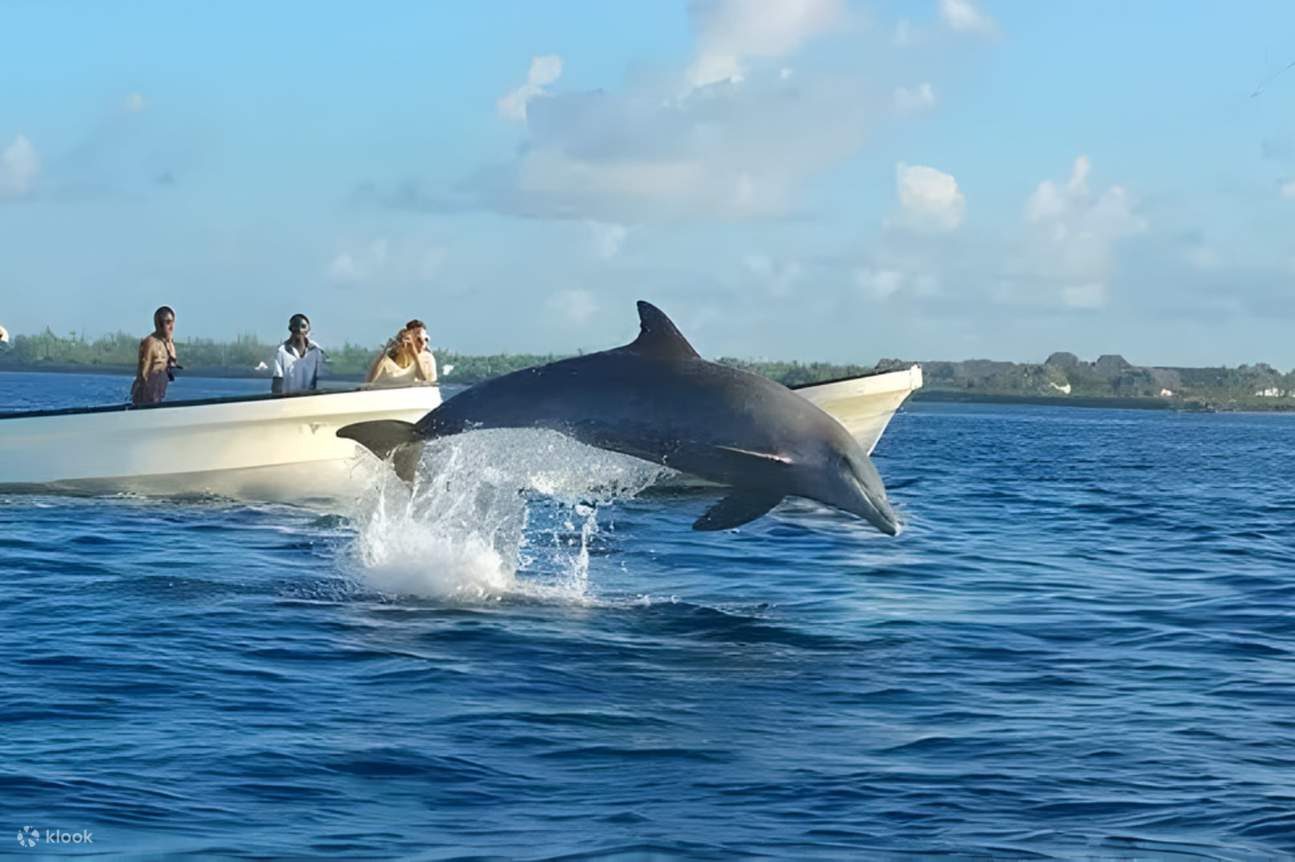 辛格林碼頭：追蹤海豚之旅