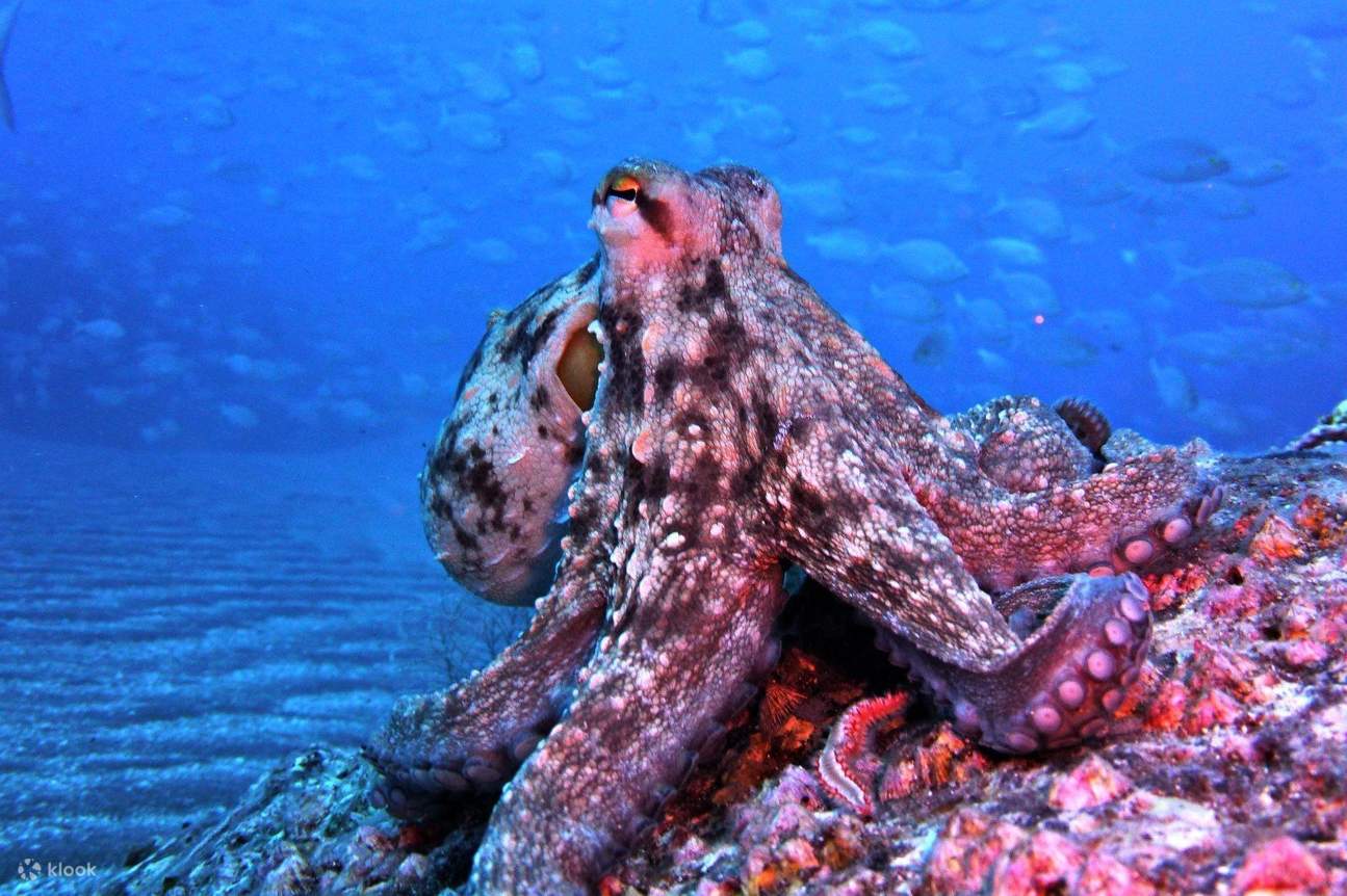 최대 12m 깊이의 바닷속에서 문어 등 다양한 해양 생물을 만나보세요.