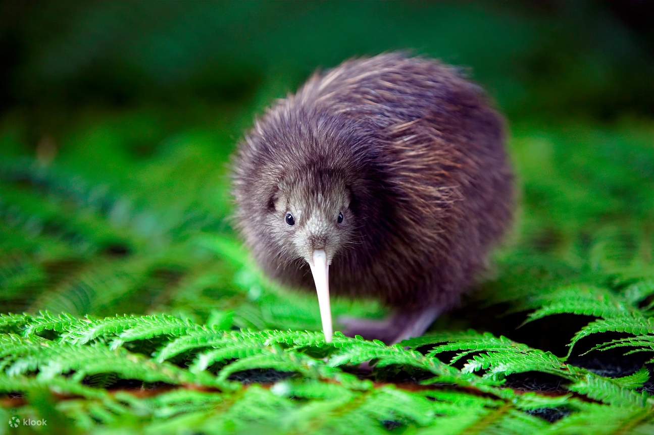 奇異鳥孵化園之旅