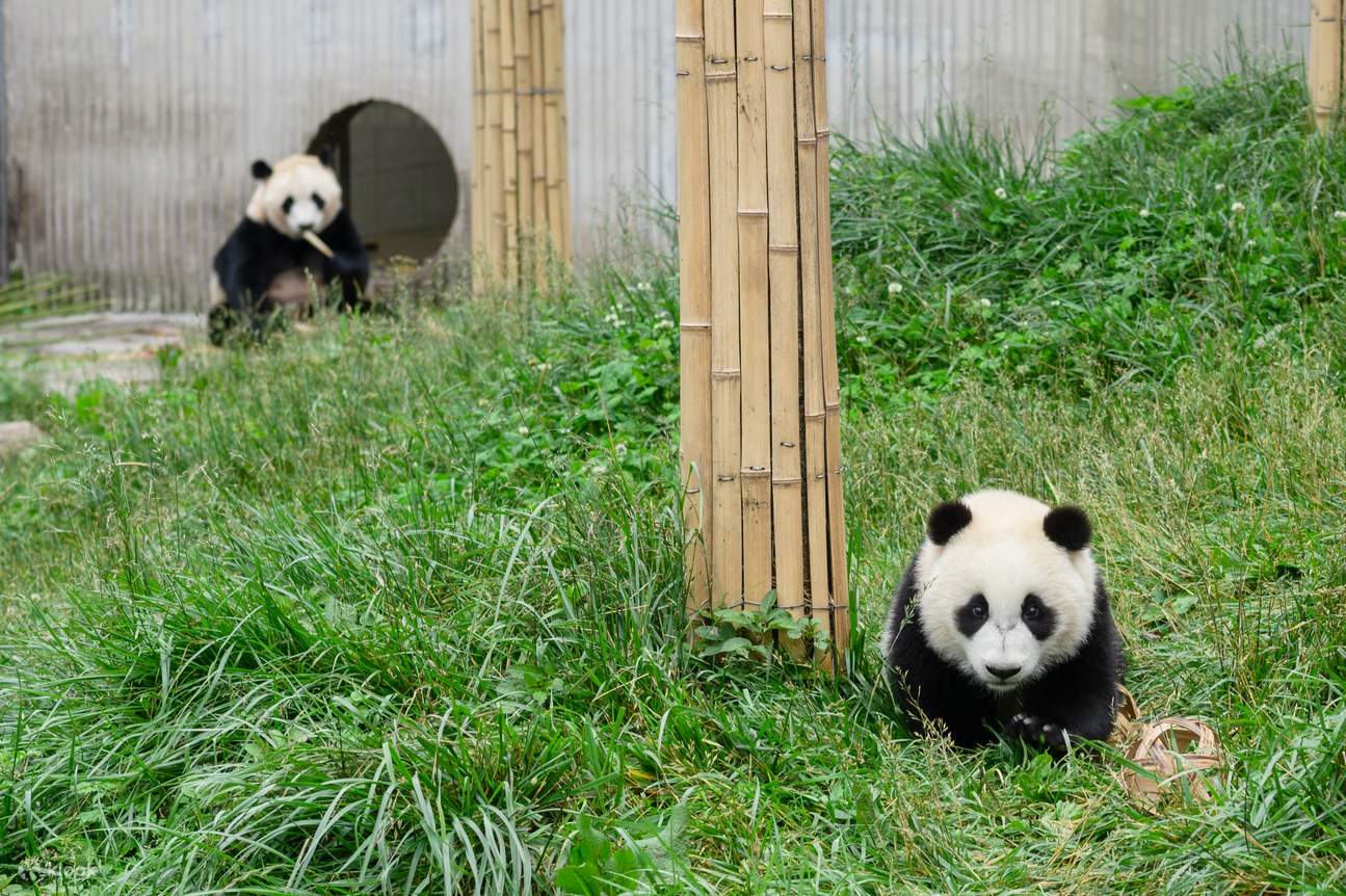 Thuê xe riêng tham quan Du lịch một ngày từ Thành Đô đến căn cứ Thần Thụ Bình & Đô Giang Yển