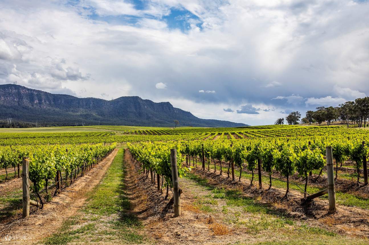 Khung cảnh vườn nho