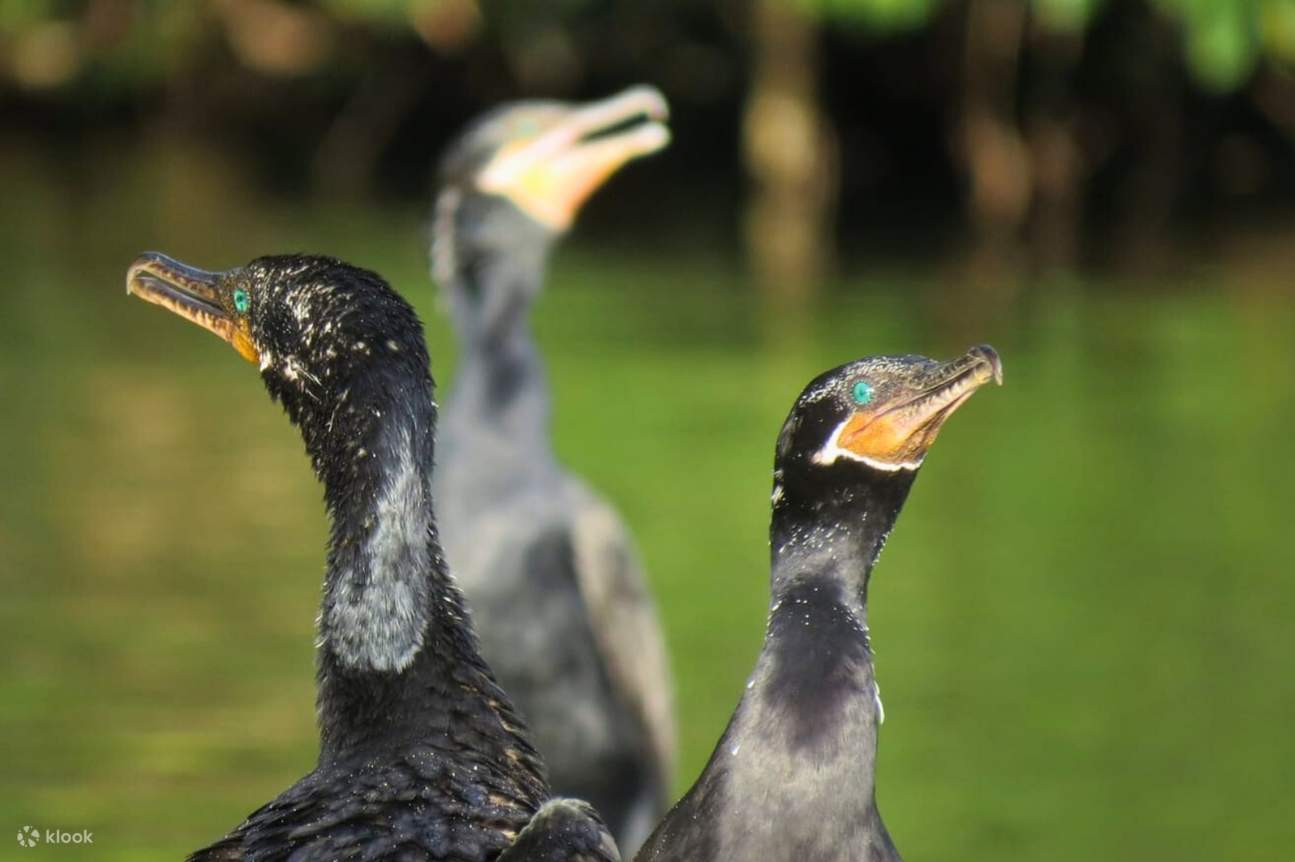 Immerse in Nature: Manu Amazon Tour 3 Days Adventure - Klook