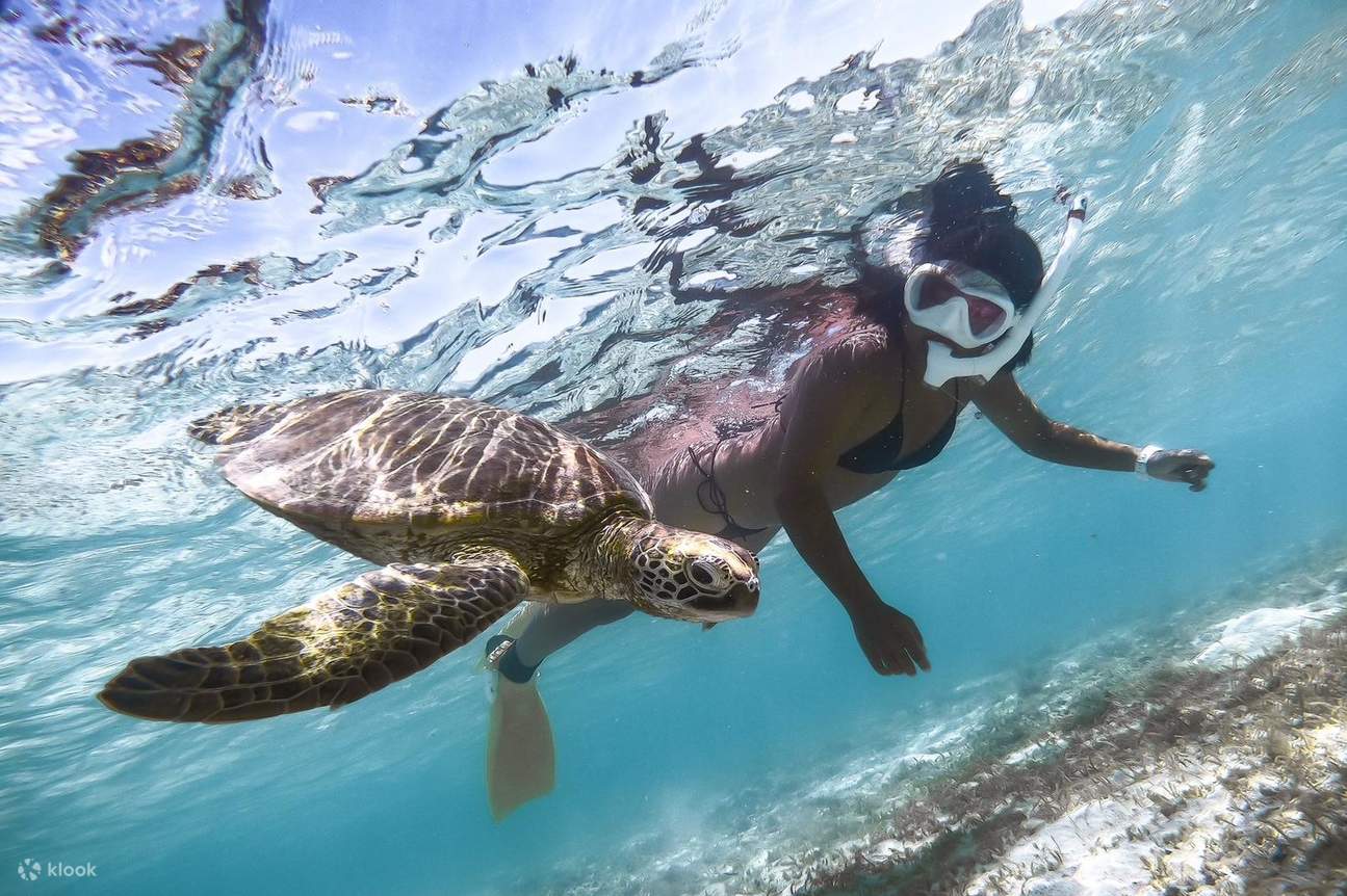 ¡Okinawa Miyakojima: Nada con tortugas marinas! Emocionante experiencia de esnórquel con foto de regalo