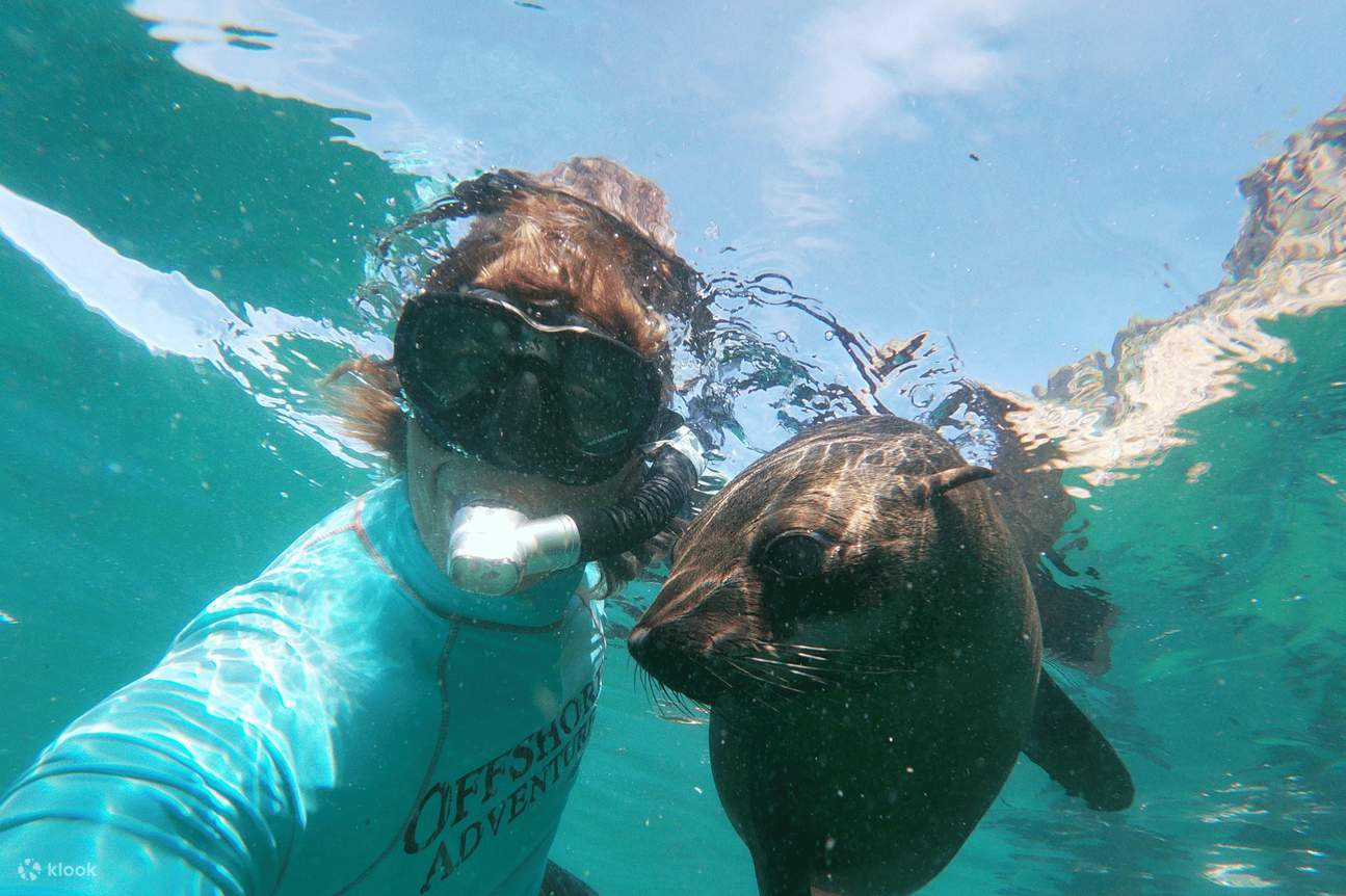 Schwimmen mit Robben oder Robbenbeobachtungstour 
