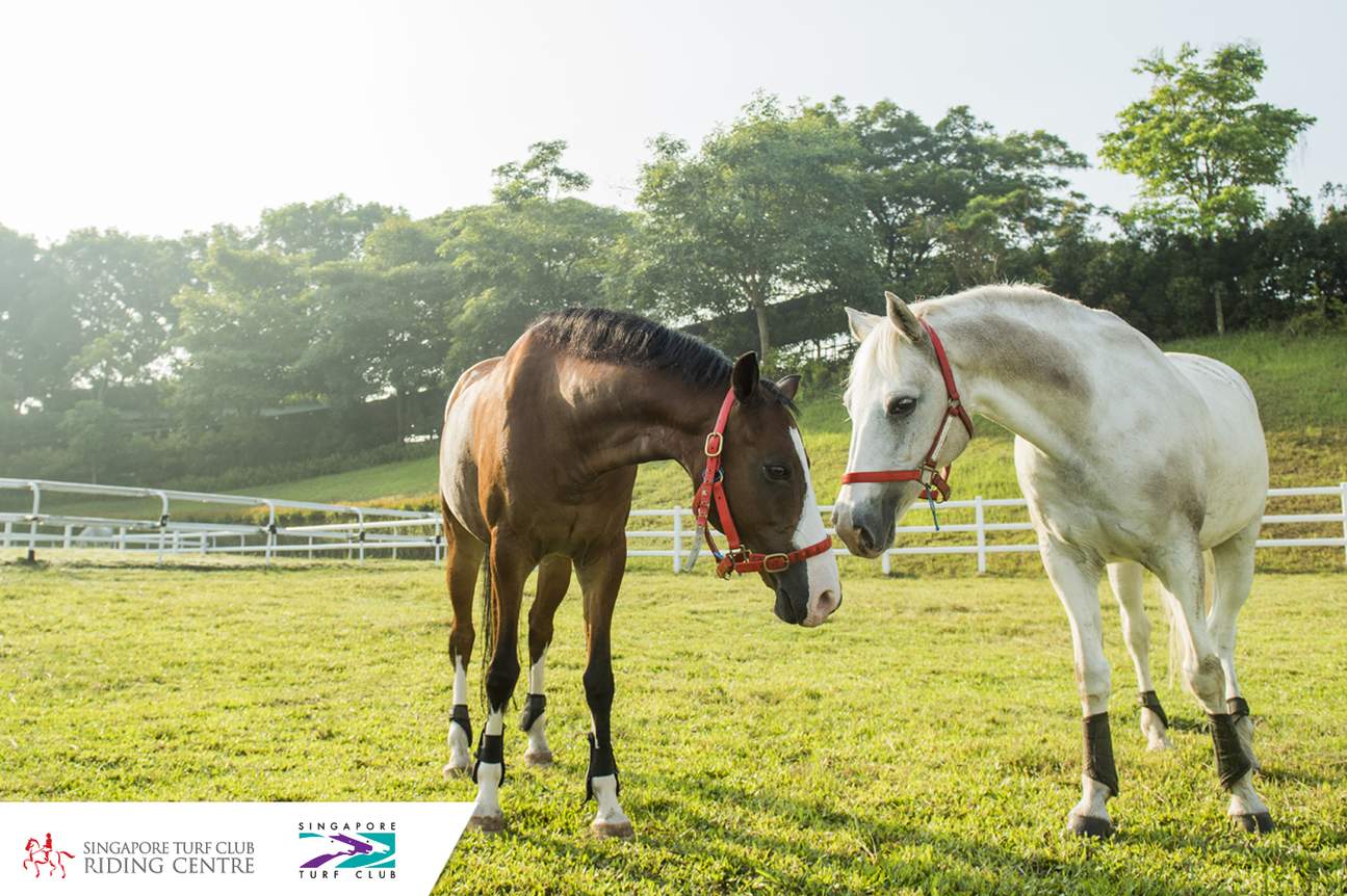cavalli al Singapore Turf Club