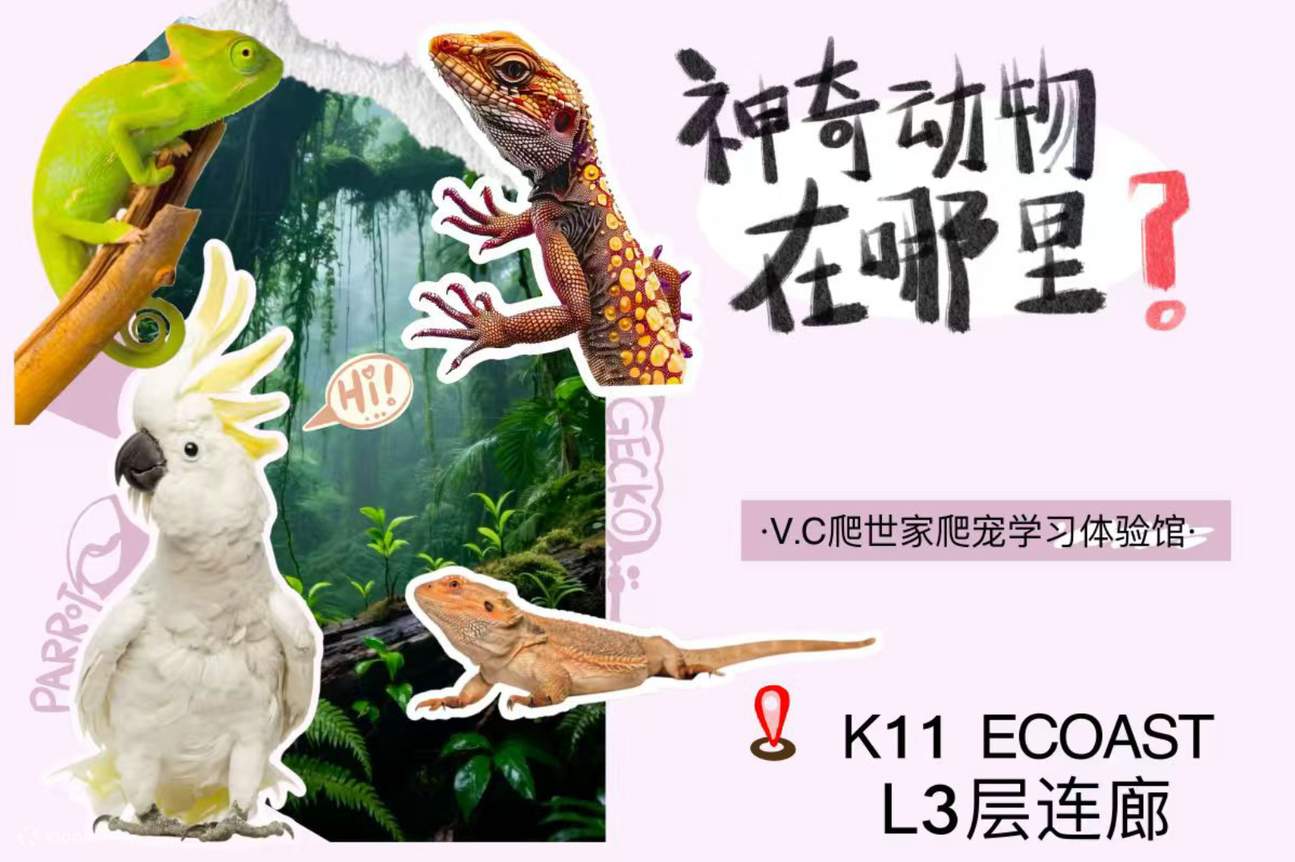 深圳K11 ECOAST 宠物治愈套