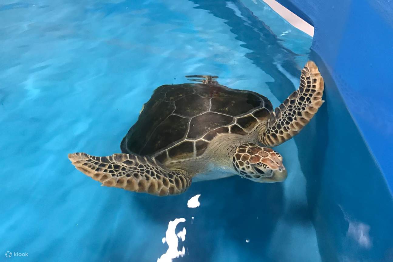 Cairns Aquarium Ticket with Ultimate VIP Tour Klook India
