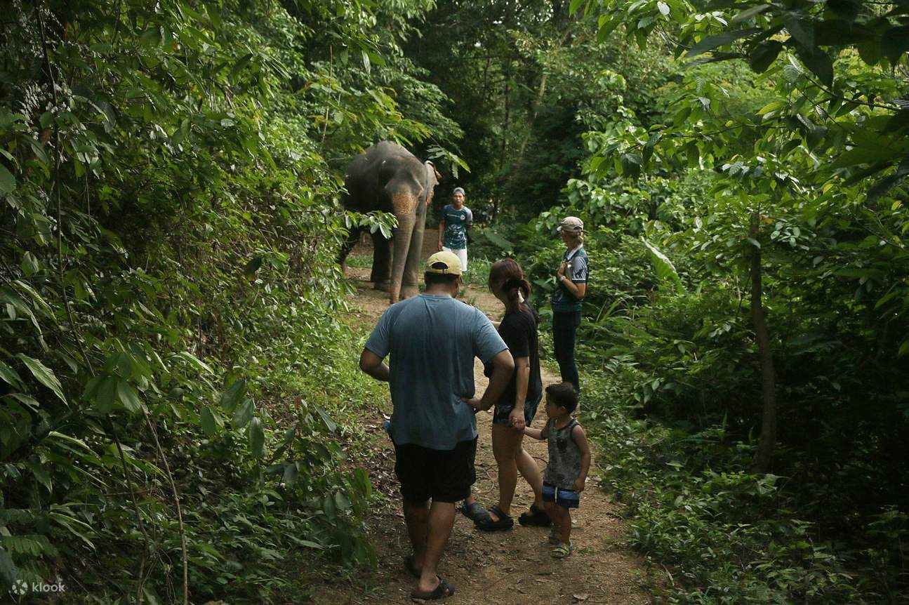escursione nella giungla degli elefanti