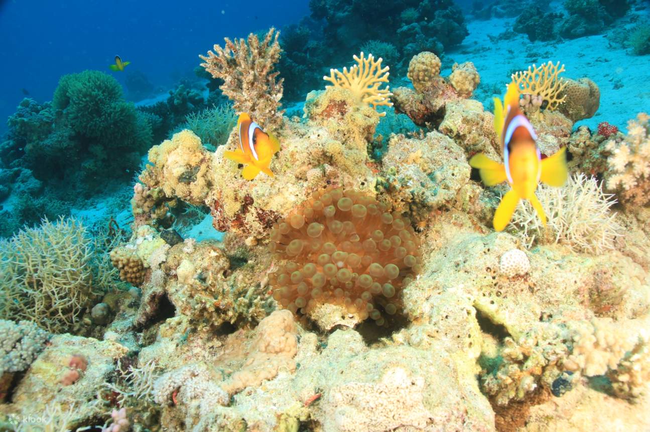 Excursion de snorkeling au Jardin de Corail & baptême de plongée avec transfert - Marsa Alam