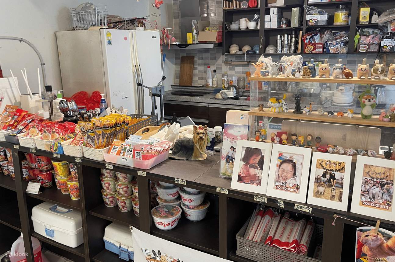 Esperienza alla Yeoju Pet Farm - Dai da mangiare, gioca e crea un legame con cani e gatti