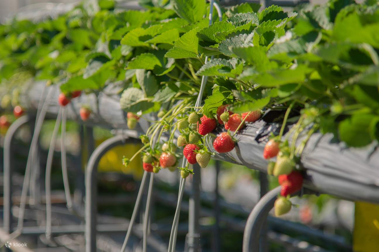 Recolección de fresas en la Granja Ecológica Recreativa Taiyi