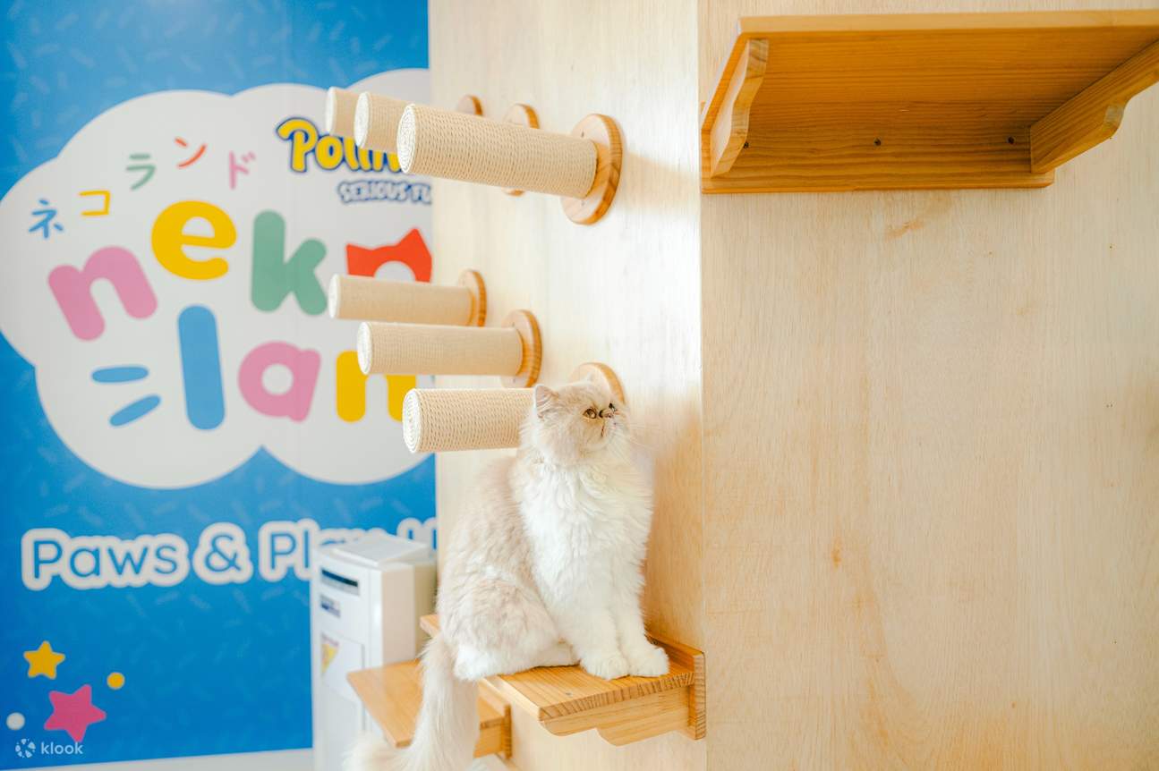 Biglietto per Nekoland by The Polliwogs