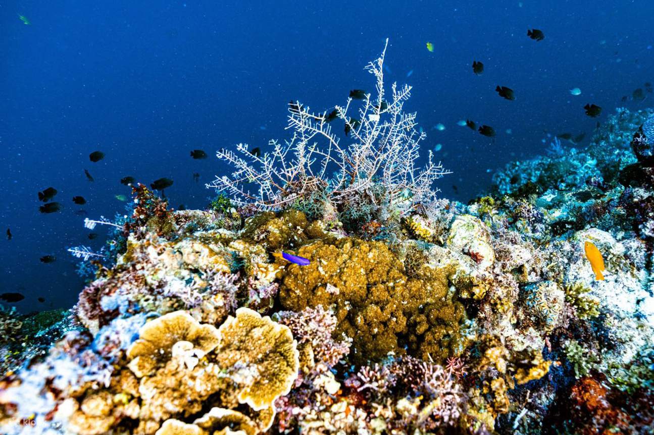 纳帕林礁水肺潜水体验