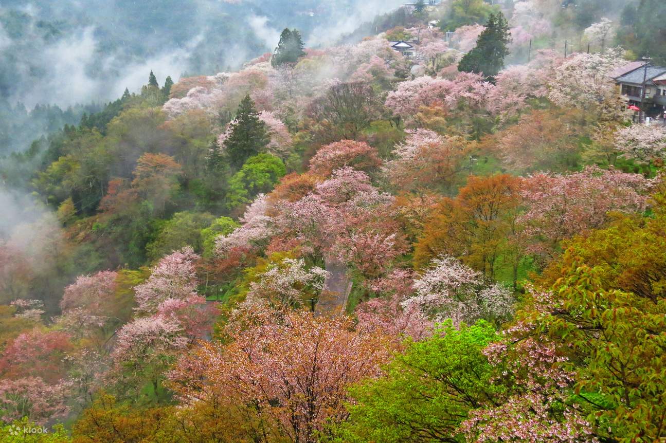 Yoshino Senbonzakura & Strawberry Picking 1 Day Bus Tour from