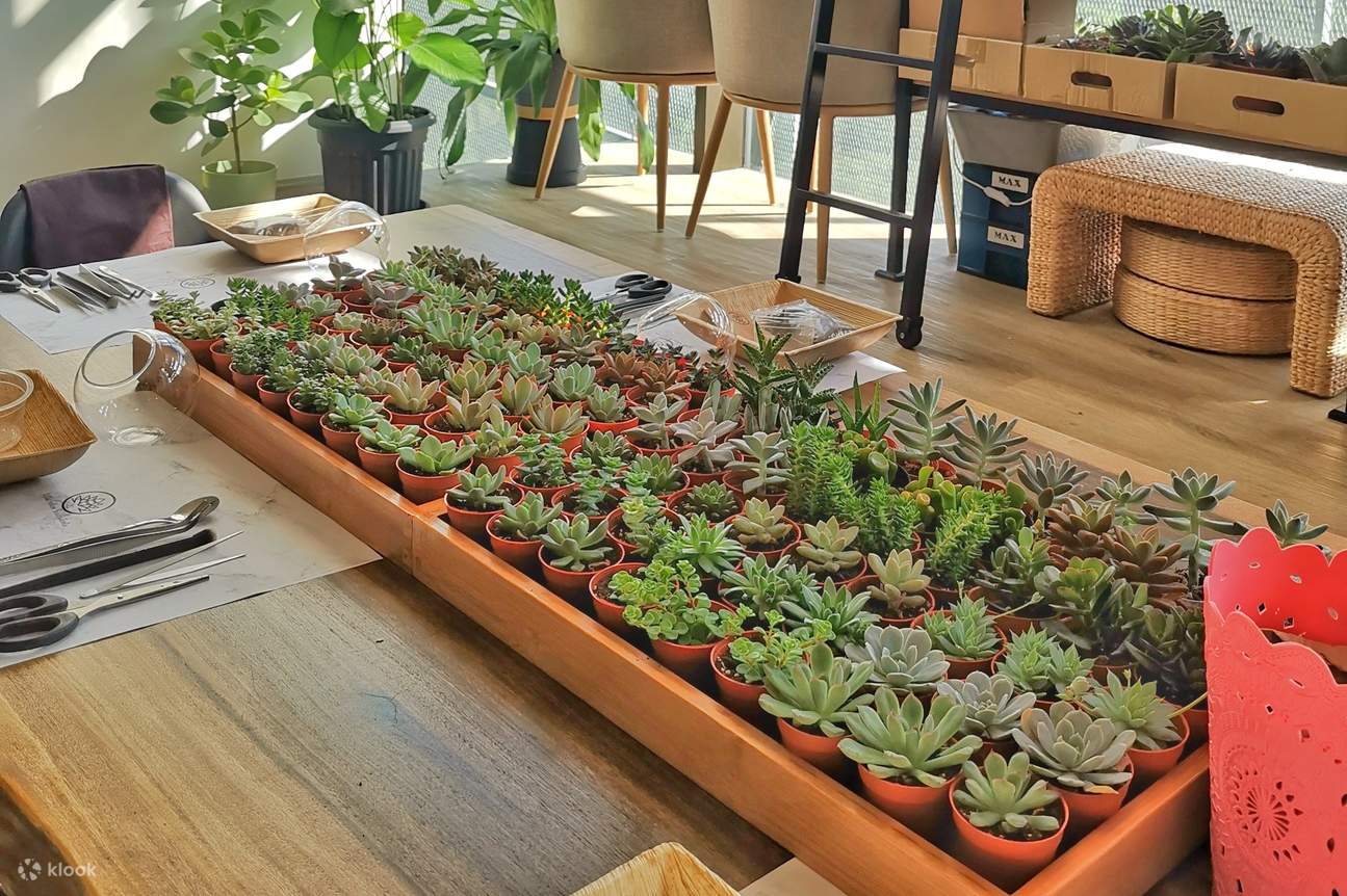 pokok-pokok succulent di atas meja 