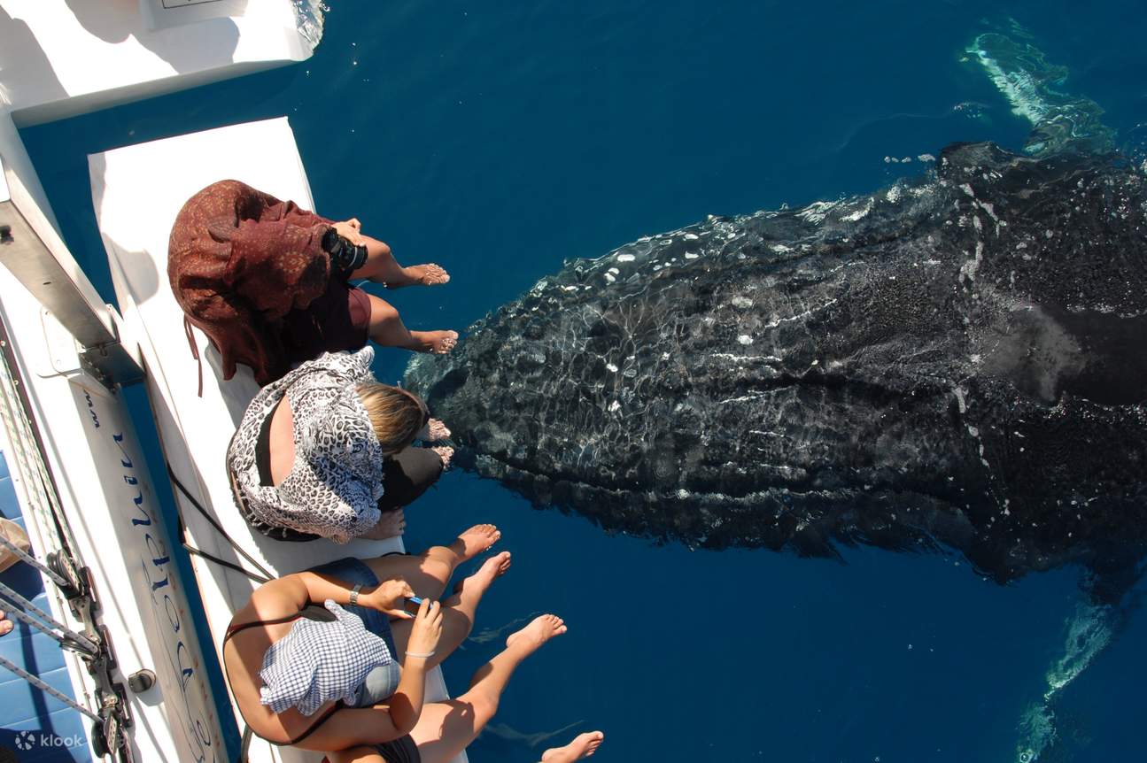 Blue Dolphin Marine Tours 