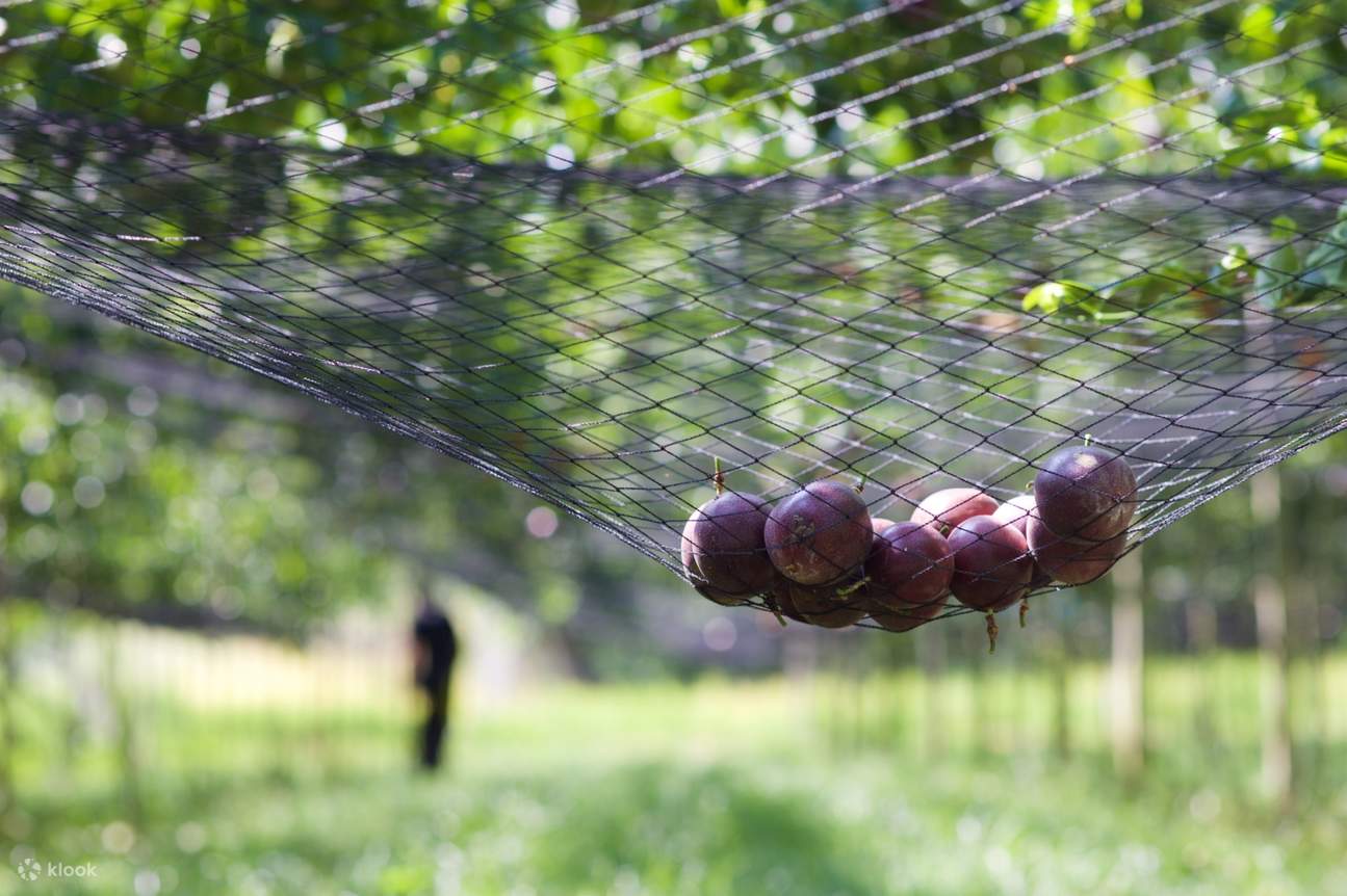 Cesto Raccoglifrutta Con Manico Telescopico, In Acciaio Inox, Portatile - Foto 8