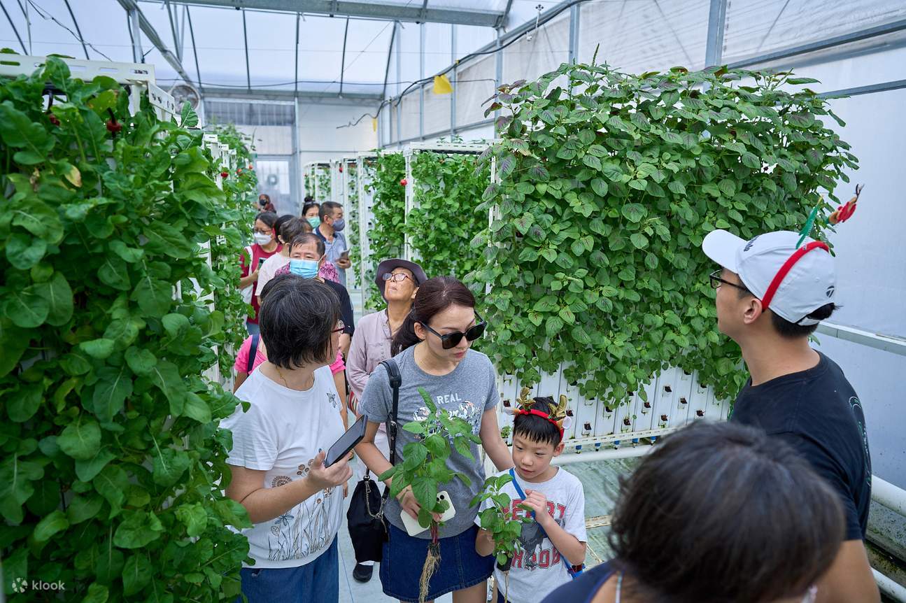 シンガポールで屋上農業体験