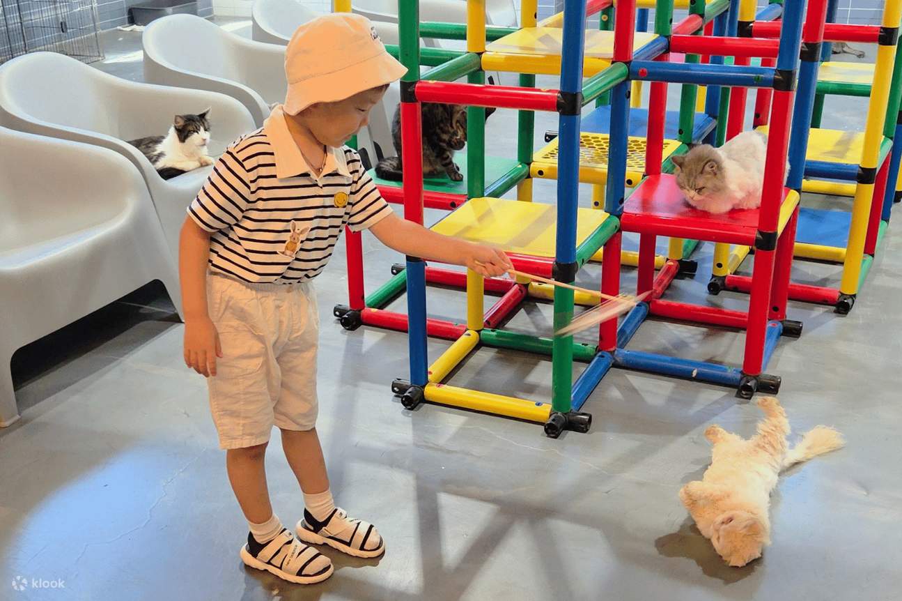 驪州寵物農場體驗 - 與狗狗貓貓餵食、玩樂、培養感情