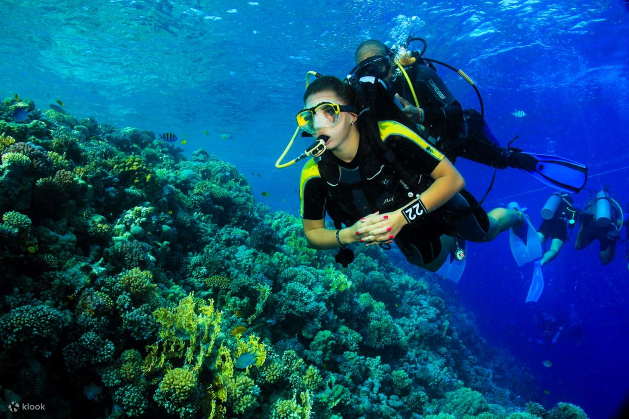 ทริปดำน้ำตื้นที่ Coral Garden และ Intro Dive พร้อมบริการรับส่ง - Marsa Alam