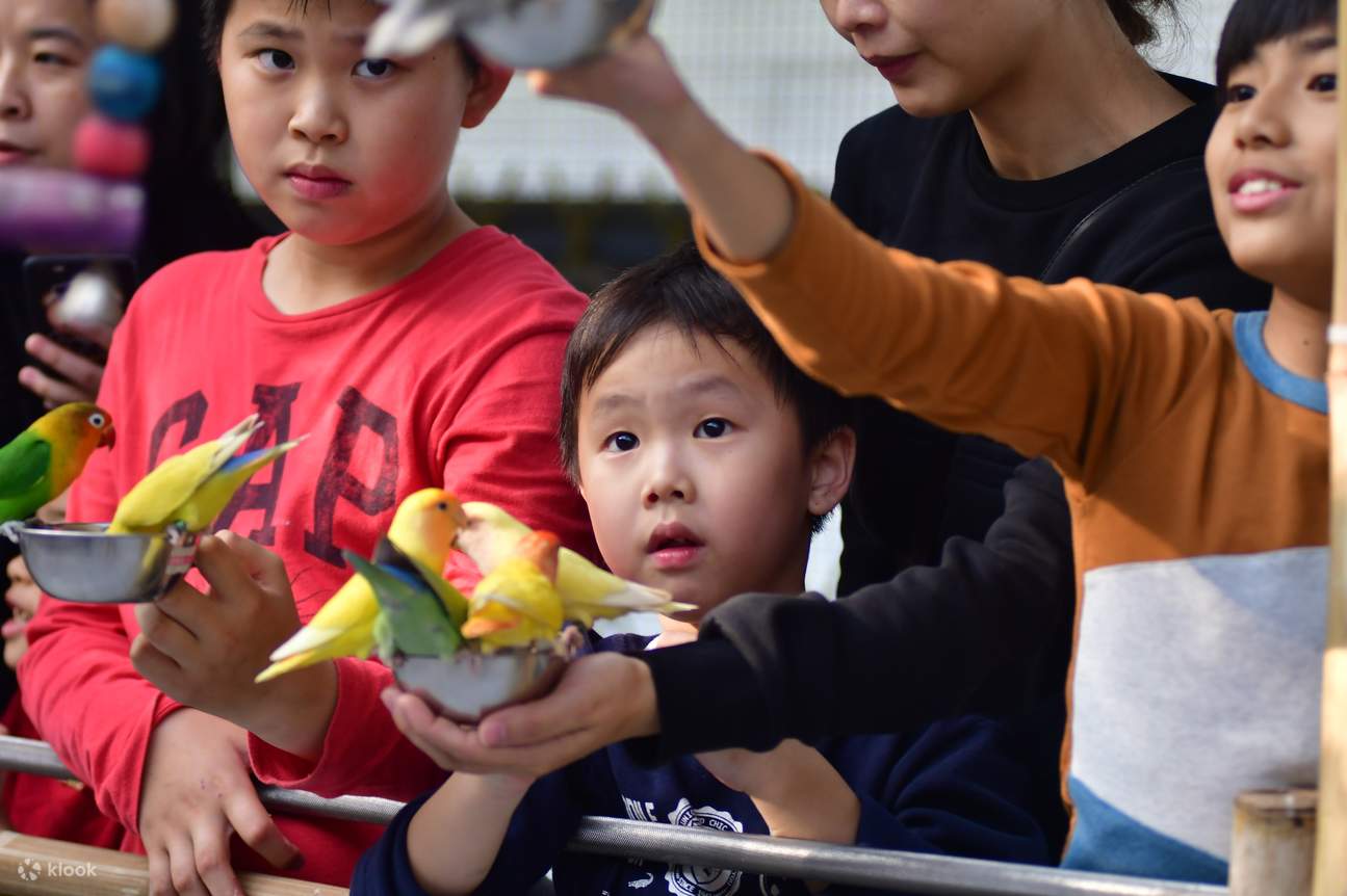 Children interacting closely with the birds in the park