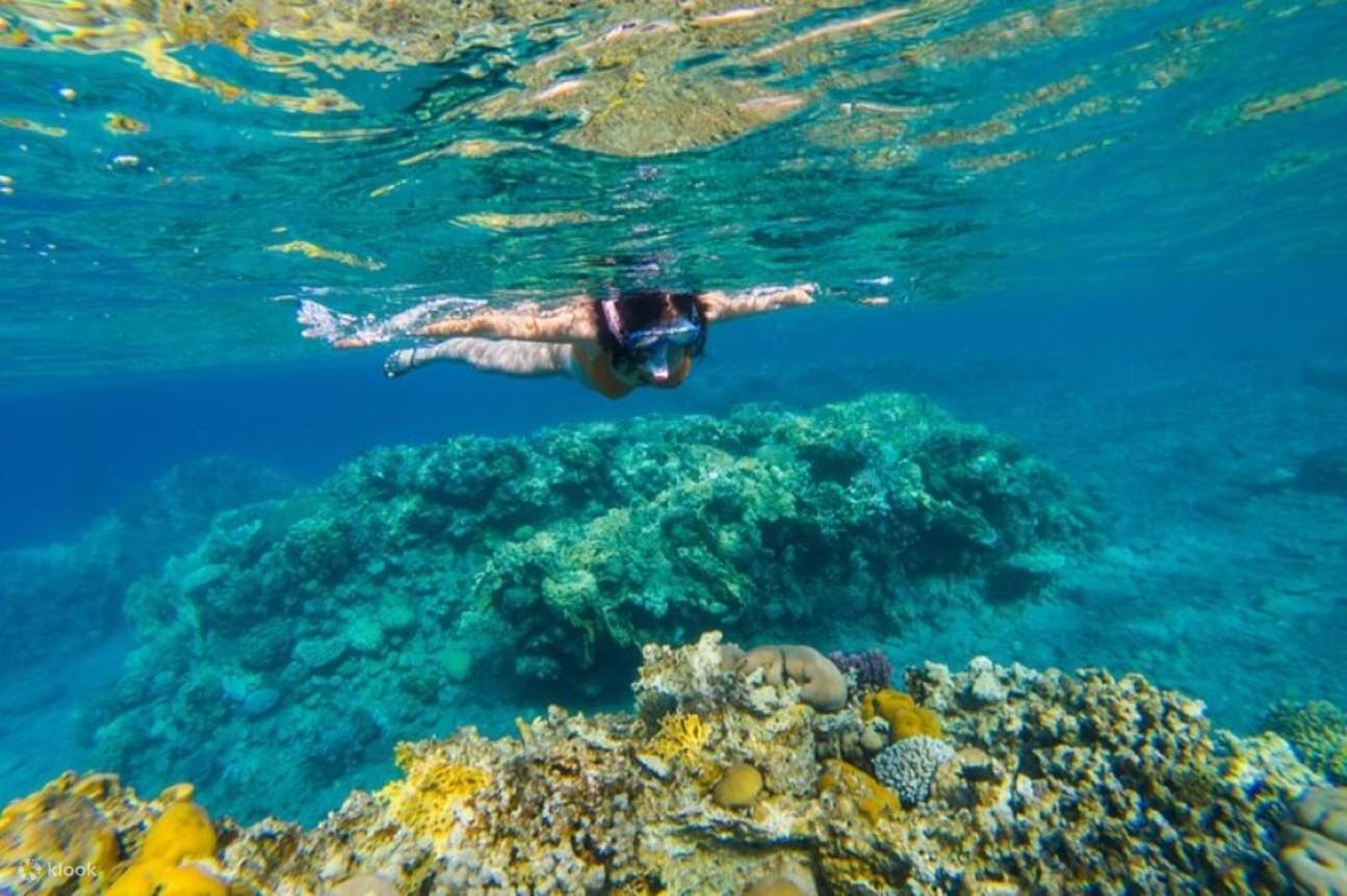 Lặn biển ngắm san hô ở Đảo Tiran, kèm bữa trưa & đưa đón - Sharm El Sheikh