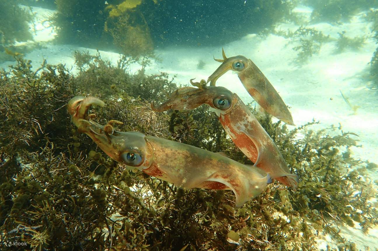 Tintenfischschwimmen