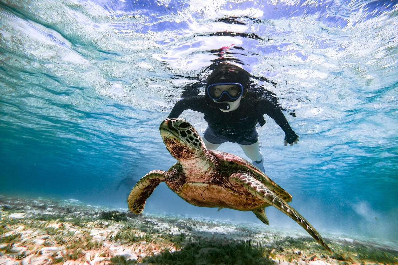 Okinawa Miyakojima ¡Nada con tortugas marinas! Emocionante experiencia de snorkel con regalo de foto