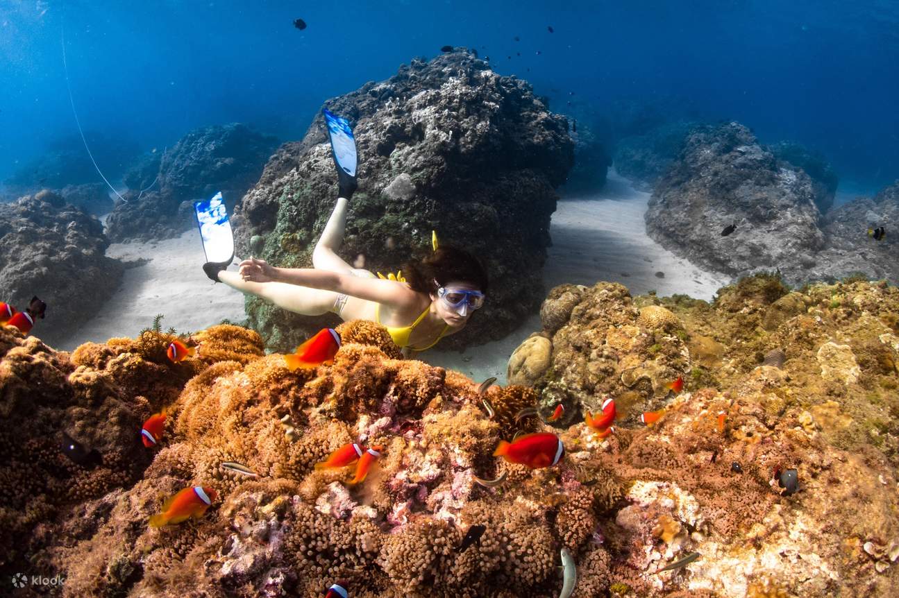 물고기 떼와 산호초 옆에서 자유롭게 스노클링하기