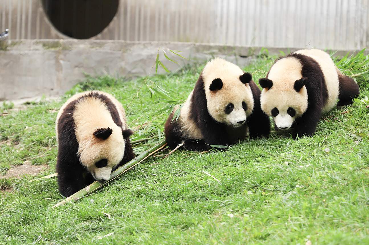 Excursion d'une journée à la base des pandas de Chengdu et à Huanglongxi