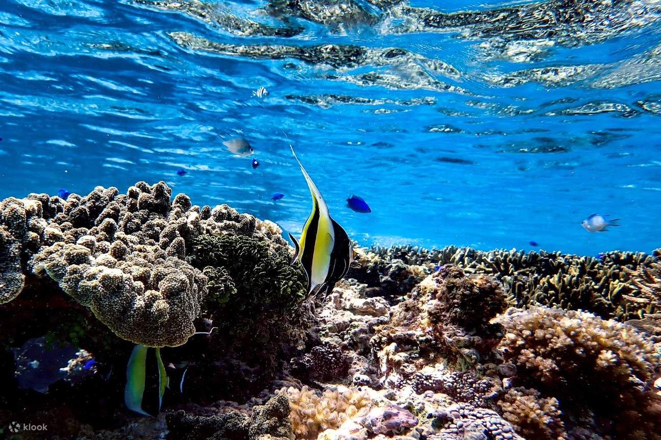 Okinawa Miyakojima ¡Nada con tortugas marinas! Emocionante experiencia de esnórquel con foto de regalo