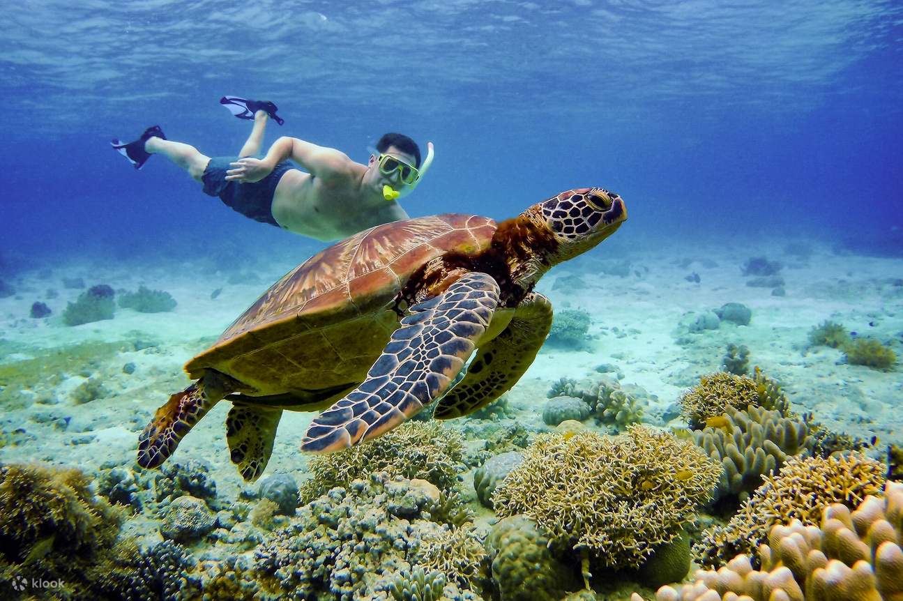 a diver and a turtle