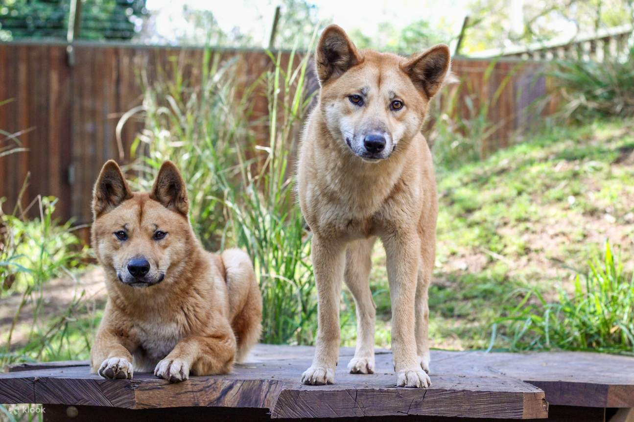 龍柏無尾熊動物園的澳洲野犬