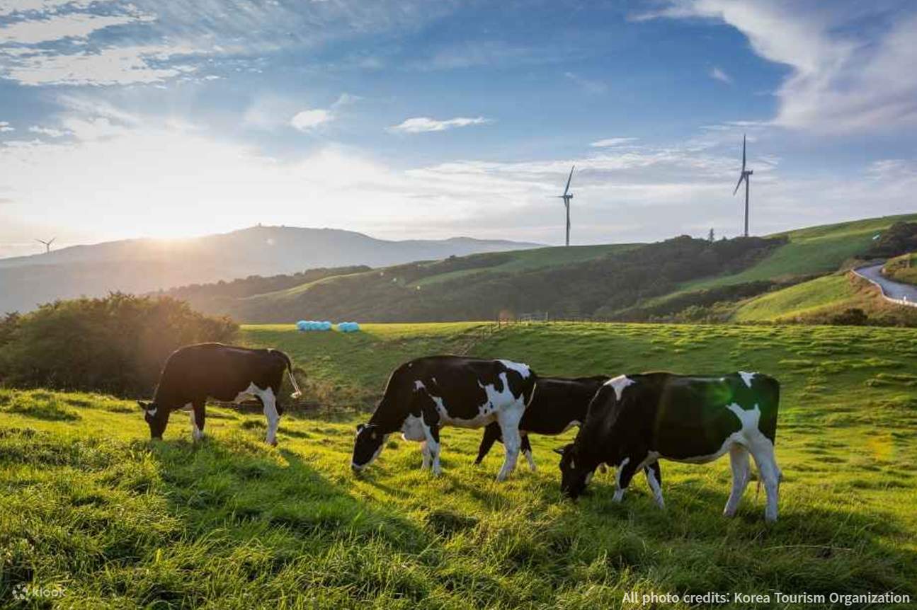 大關嶺Samyan牧場